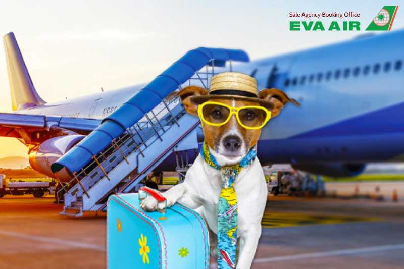 đặt Vé Thú Cưng EVA Air, thú cưng đi máy bay EVA Air, chó mèo đi máy bay EVA Air, thú nuôi đi máy bay EVA Air, vật nuôi đi máy bay EVA Air, hành lý ký gửi thú cưng EVA Air, vé thú cưng đi máy bay EVA Air, giá vé thú cưng EVA Air, giá ký gửi chó mèo EVA Air