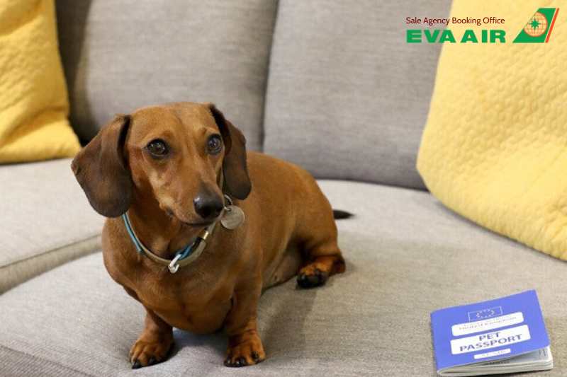 giấy tờ cho thú nuôi đi máy bay EVA Air, giấy tờ cho thú cưng bay eva air, vận chuyển thú cưng bằng EVA Air, động vật cảnh đi máy bay EVA Air, giấy tờ cho thú nuôi bay EVA Air, Thủ tục mang thú cưng đi máy bay EVA Air