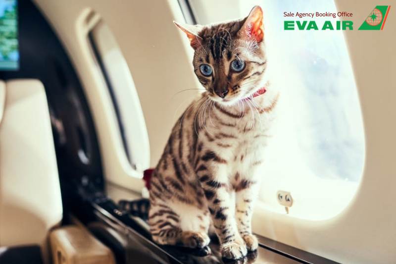 thủ tục cho vật nuôi đi máy bay EVA Air, thủ tục mang thú cưng đi máy bay EVA Air, thủ tục ký gửi thú cưng EVA Air, thủ tục mang động vật sống đi máy bay EVA Air, thủ tục cho thú nuôi bay EVA Air