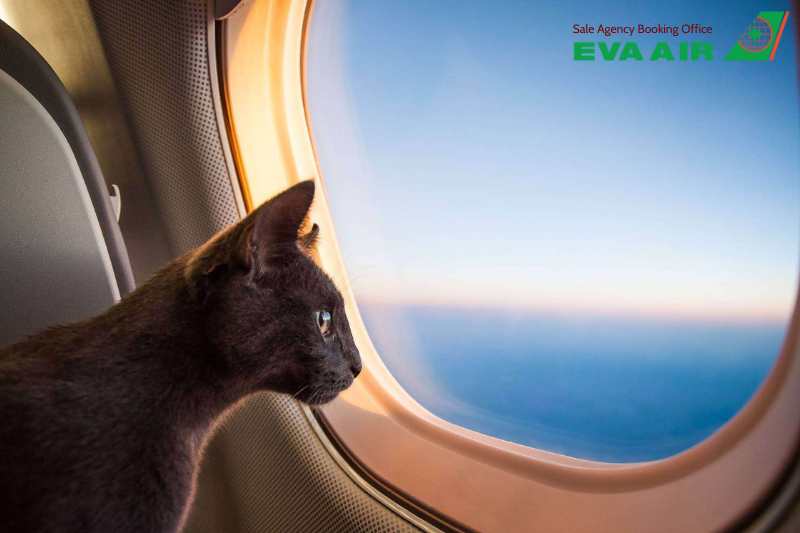thủ tục cho vật nuôi đi máy bay EVA Air, thủ tục mang thú cưng đi máy bay EVA Air, thủ tục ký gửi thú cưng EVA Air, thủ tục mang động vật sống đi máy bay EVA Air, thủ tục cho thú nuôi bay EVA Air