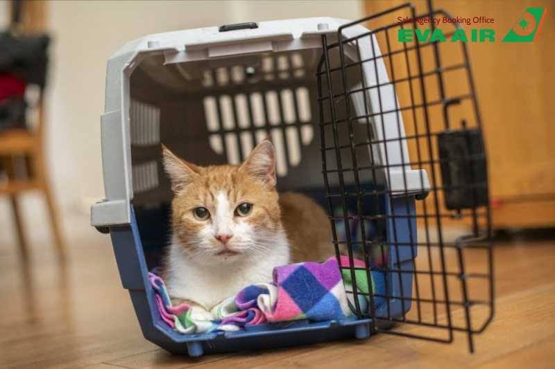 thủ tục cho vật nuôi đi máy bay EVA Air, thủ tục mang thú cưng đi máy bay EVA Air, thủ tục ký gửi thú cưng EVA Air, thủ tục mang động vật sống đi máy bay EVA Air, thủ tục cho thú nuôi bay EVA Air