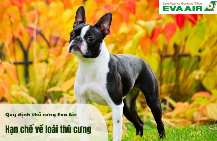 Eva Air có chính sách hạn chế loài thú cưng lên máy bay